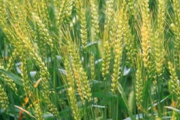 中麦175小麦种简介，属于弱冬性中早熟品种