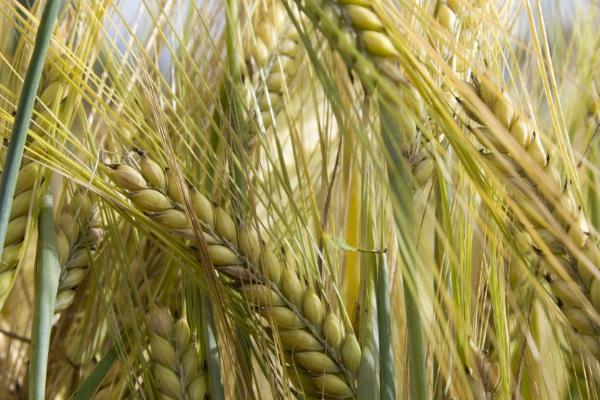 中麦175小麦种简介，属于弱冬性中早熟品种
