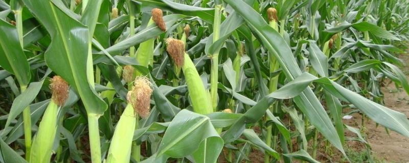 百科玉965玉米品种简介，适宜密度4500株/亩