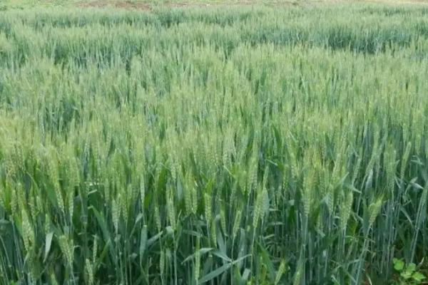 盛麦源789小麦品种的特性，适宜播种期10月上中旬