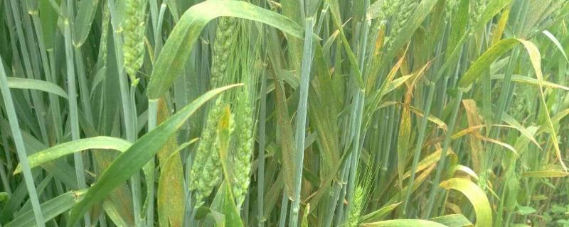 盛麦源789小麦品种的特性，适宜播种期10月上中旬