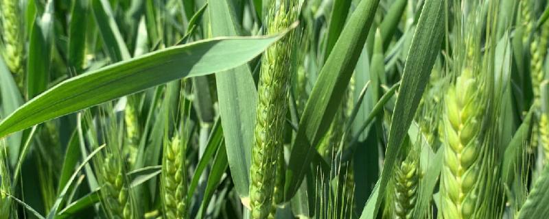 中育1708小麦品种的特性，适宜播种期10月上中旬