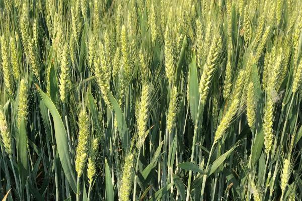 豫教8号小麦种子介绍，适宜播种期10月上中旬