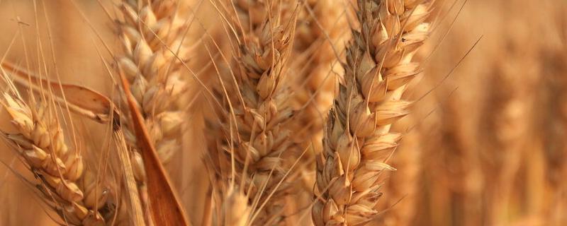 存糯麦1号小麦种子简介，每亩适宜基本苗18～22万