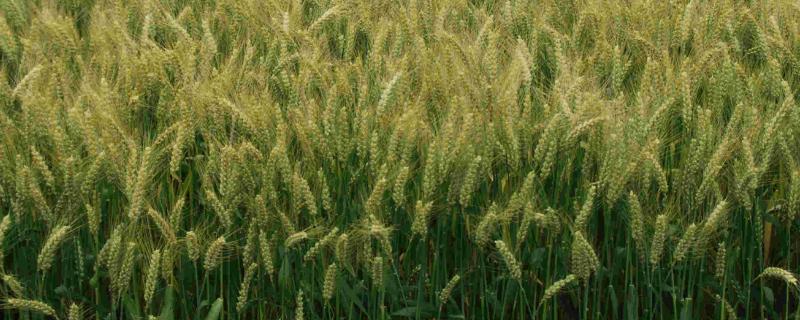 民丰218小麦品种的特性，半冬性品种