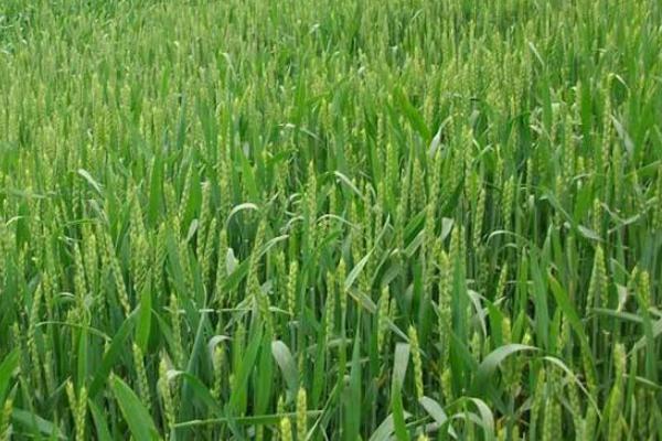 豫农911小麦品种的特性，每亩适宜基本苗18～22万