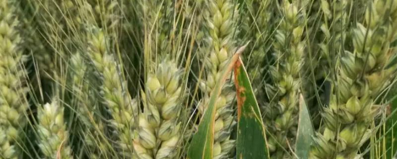 瑞泽918小麦种子介绍，适宜播种期10月中下旬