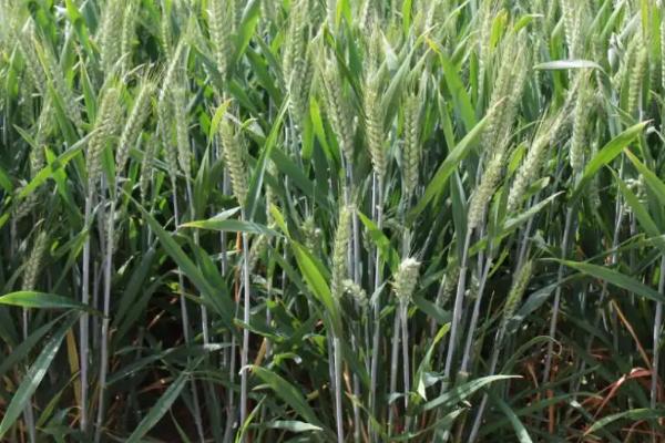 泛育麦27小麦种子介绍，半冬性品种