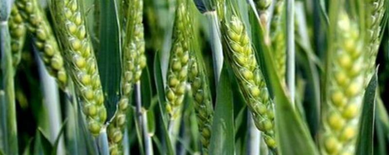 宛麦206小麦种简介，弱春性品种