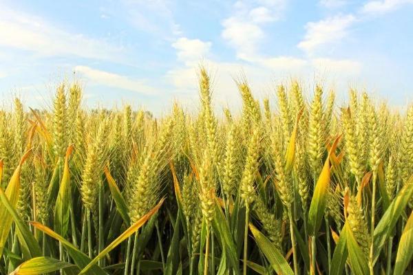 存糯麦1号小麦种子简介，每亩适宜基本苗18～22万