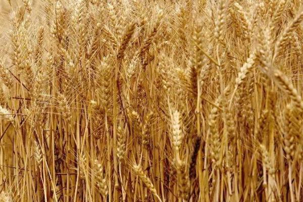 豫教8号小麦种子介绍，适宜播种期10月上中旬