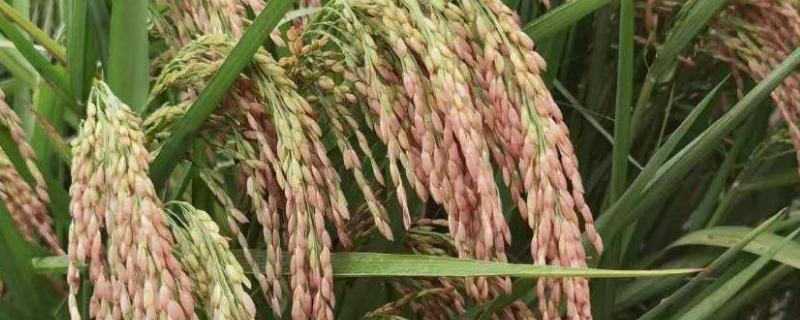种植籼稻的适宜海拔上限，适宜海拔上限是1800米