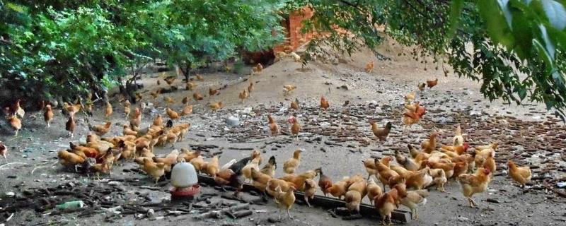果园养鸡怎么搭鸡棚，鸡棚需要选择在果园的中心位置