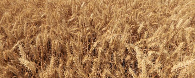 良星68小麦的特征特性，全生育期为234.7天