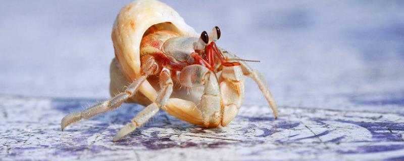 寄居蟹的生活特征，通过占据海螺的外壳来保护自己