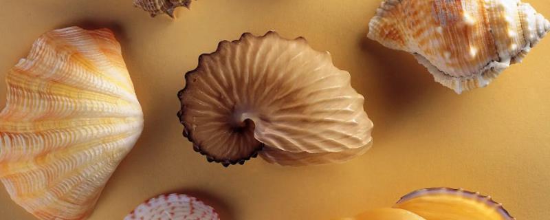 海螺怎么养，模拟海水的环境便能正常存活