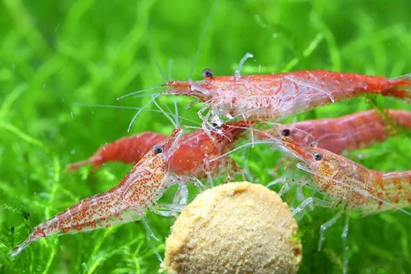 怎么让观赏虾繁殖，首先要调整好水温和水质