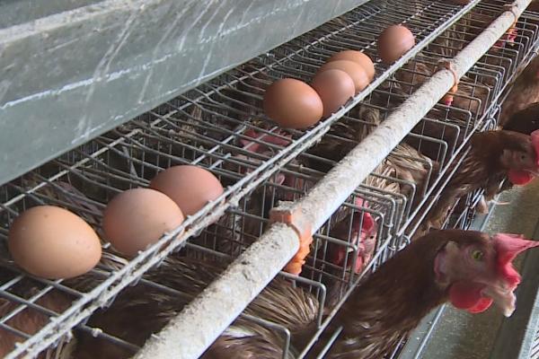 蛋鸡吃什么下蛋多，含较多蛋白质的饲料能提高产蛋量