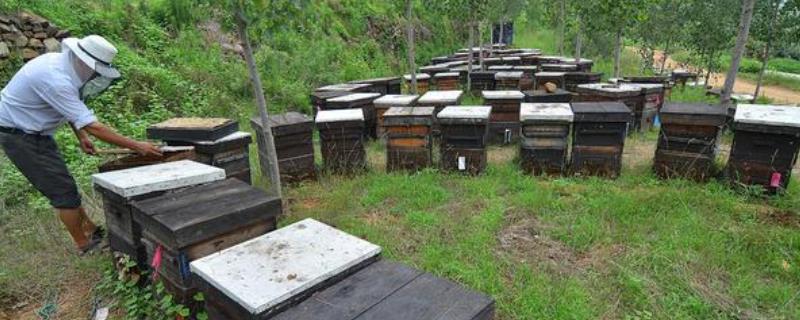 新手如何养蜜蜂，首先要选择合适的场地
