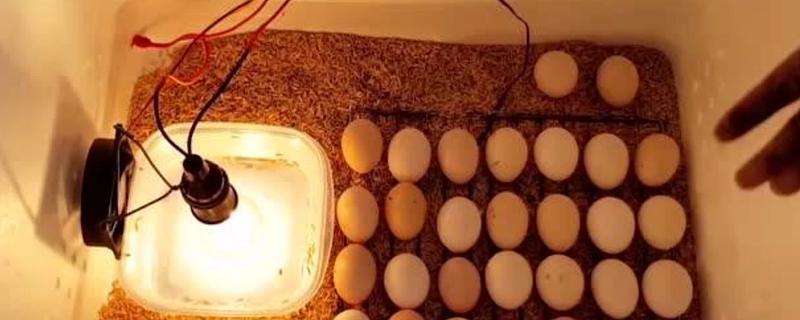 多少瓦的灯泡可以孵小鸡，通常使用15瓦的灯泡即可
