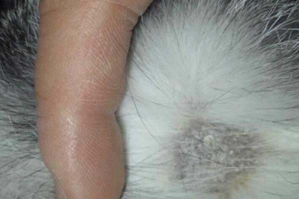 猫身上一块块掉毛的原因，可能是营养不良或患有猫藓等因素所导致