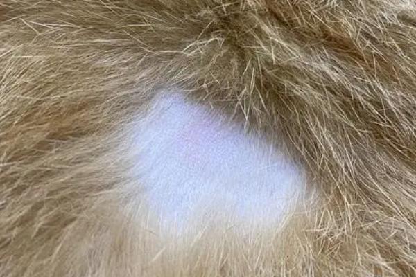 猫身上一块块掉毛的原因，可能是营养不良或患有猫藓等因素所导致