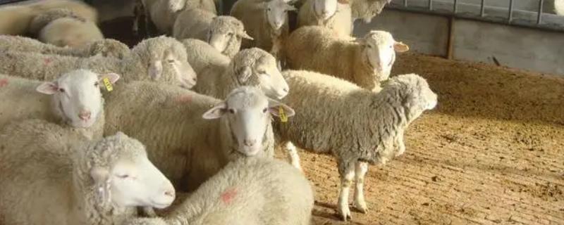 羊的养殖方法，适宜在干燥凉爽的通风处生活