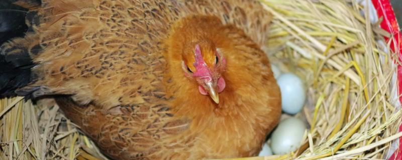 十一月份母鸡能孵小鸡吗，母鸡在一年四季都能育雏