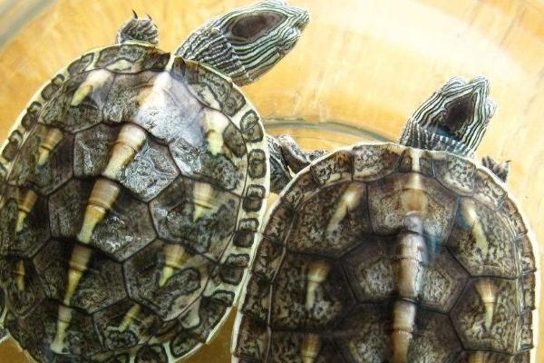 珍珠龟能不能用深水养，成年后可放在深水中养殖