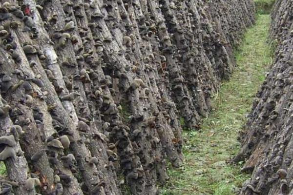 黑木耳高产种植要点，用营养液浸泡菌料可增加出菇量