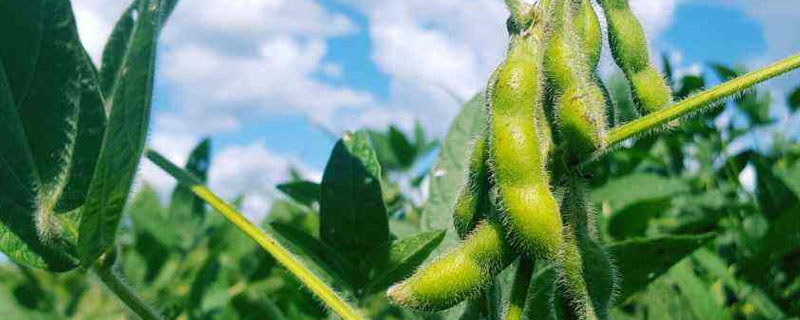 荆豆201大豆种子特征特性，5月中旬至6月中旬播种