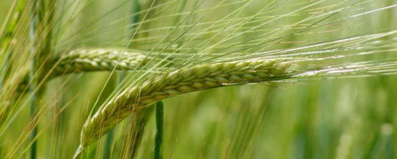 珍麦168小麦种子特征特性，属半冬性品种