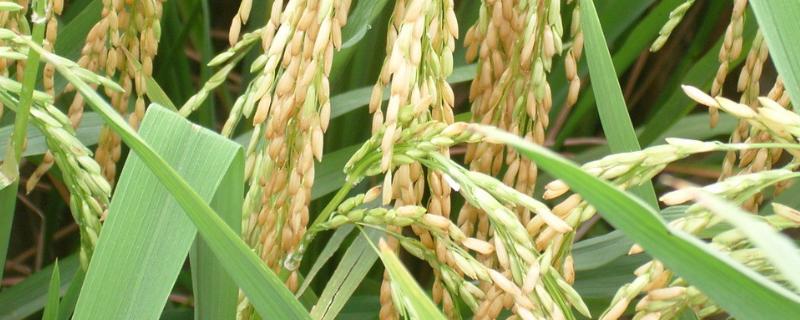 易S水稻品种的特性，秧田亩播种量10～15公斤