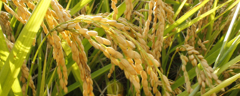 E两优金丝水稻种子特点，全生育期121.1天