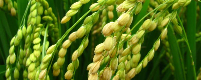 青香优132水稻品种的特性，晚造全生育期105～110天