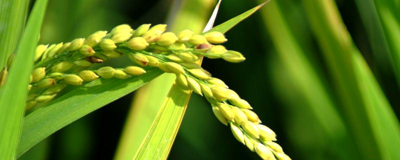银恒优金丝苗水稻种简介，晚造全生育期106～112天