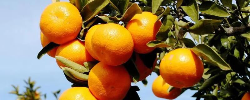 柑橘蒂腐病，多发生在果实采收后