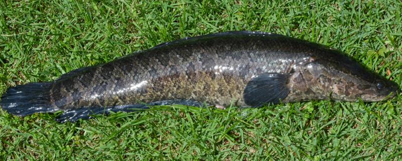 黑鱼在几月份开口比较容易垂钓，3-11月份均可作钓