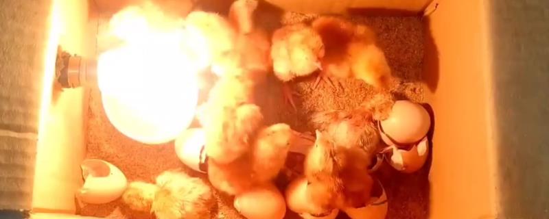 孵化小鸡要用多少瓦的灯泡，可使用15瓦的白炽灯