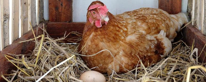 立秋后母鸡不下蛋的原因，多由于气温低或者光照时间不足导致