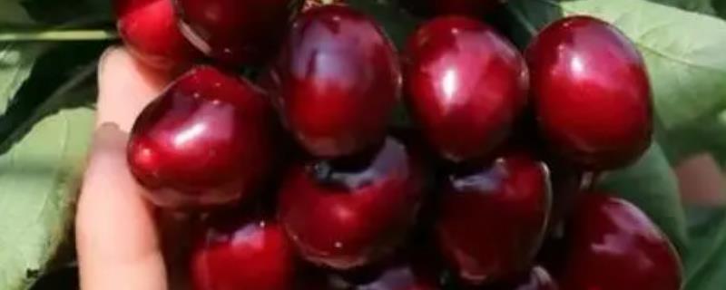 鲁樱三号大樱桃的简介，属于大果形品种、具有较强的丰产性