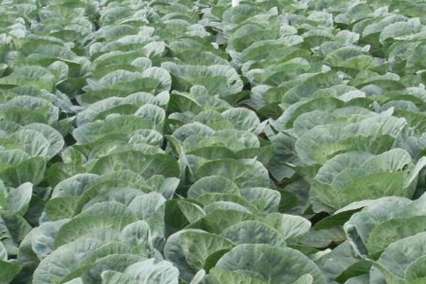 甘蓝类蔬菜如何抗旱育苗，覆盖遮阳网可减少水分蒸发