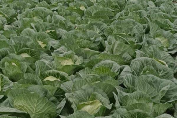 甘蓝类蔬菜如何抗旱育苗，覆盖遮阳网可减少水分蒸发