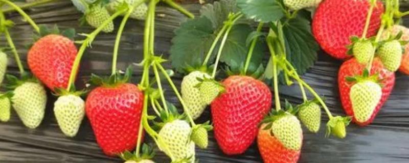 怎么防治草莓病虫害，需根据实际情况采取对应措施