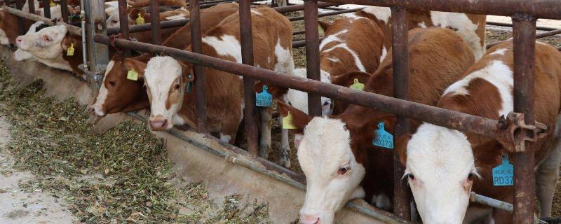 养牛不喂精饲料可以吗，精饲料在养牛过程中必不可少