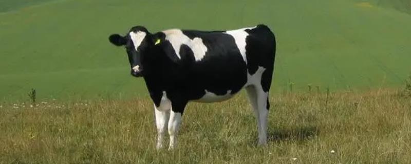 奶牛一天能产多少奶，一般为5-20公斤左右/天