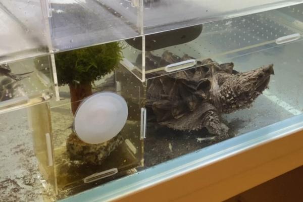 大鳄龟用什么缸养合适，推荐玻璃缸