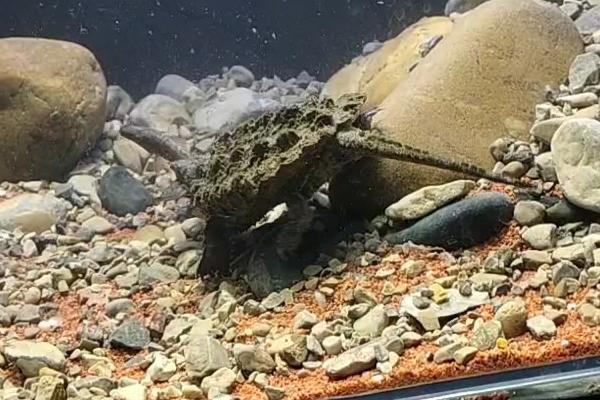 大鳄龟用什么缸养合适，推荐玻璃缸
