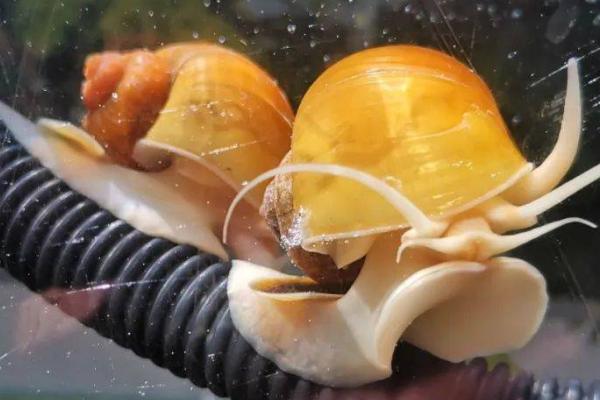 黄金螺能和鱼一起养吗，二者一般不能混养