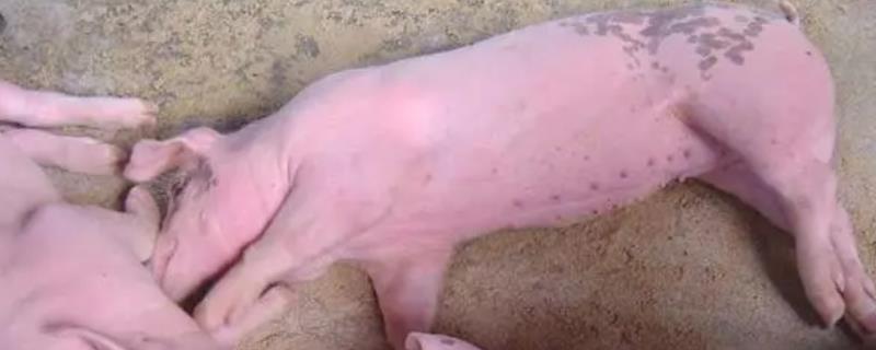 治疗猪附红体病用什么药，最有效的药物就是长效土霉素